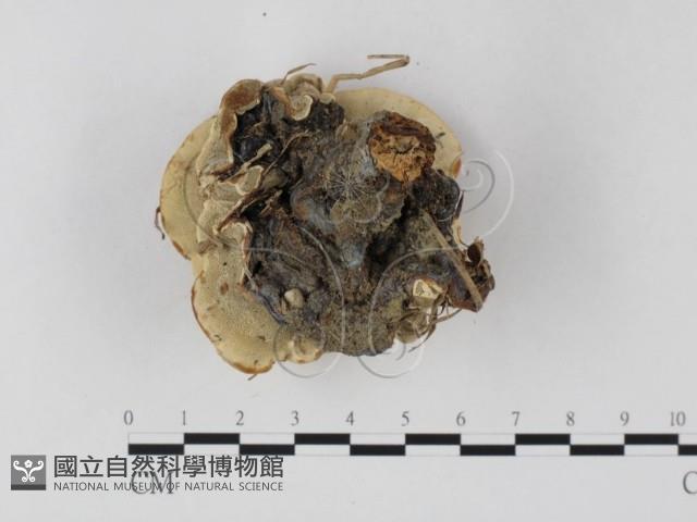 登錄號:F0025824藏品圖，第3張