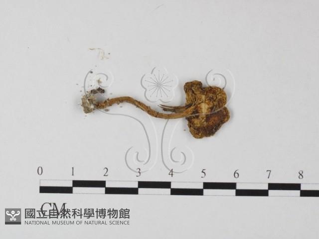 登錄號:F0015824藏品圖，第3張