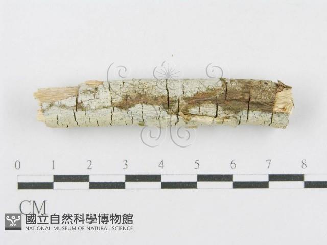 登錄號:F0013824藏品圖，第3張