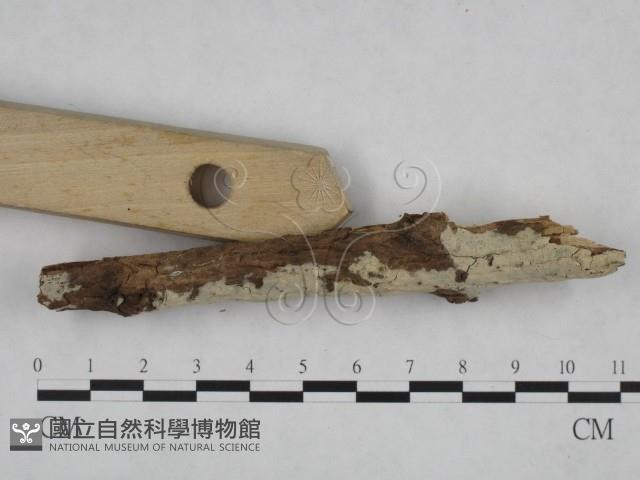 剛毛絲皮菌藏品圖，第3張
