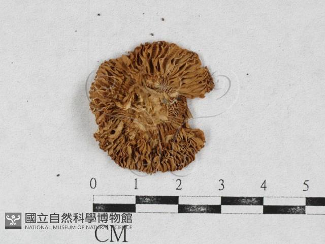 登錄號:F0026924藏品圖，第3張