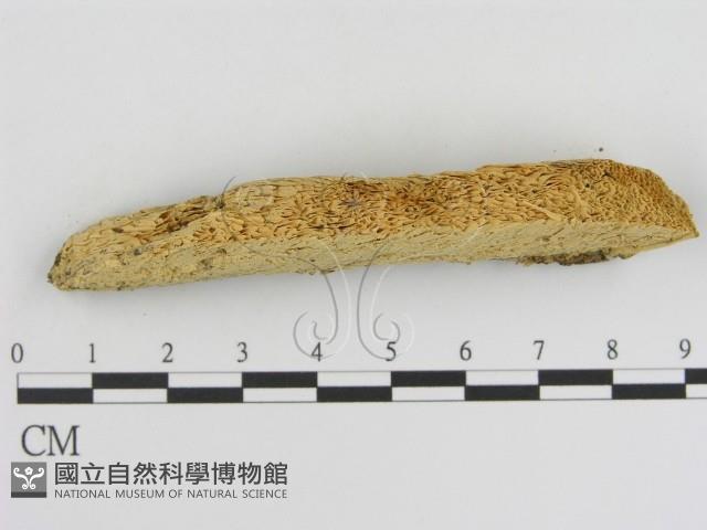 登錄號:F0006924藏品圖，第3張