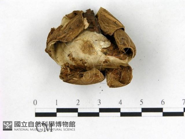 登錄號:F0021924藏品圖，第3張