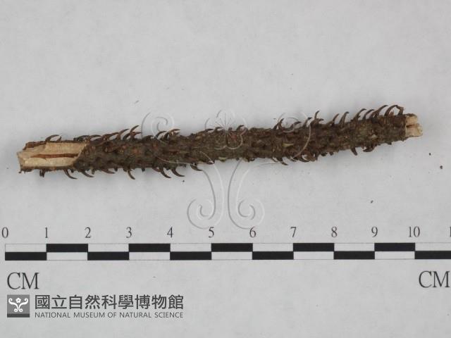 登錄號:F0024924藏品圖，第3張