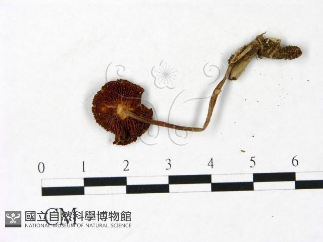 登錄號:F0022924藏品圖，第3張