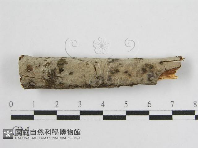 登錄號:F0012924藏品圖，第3張
