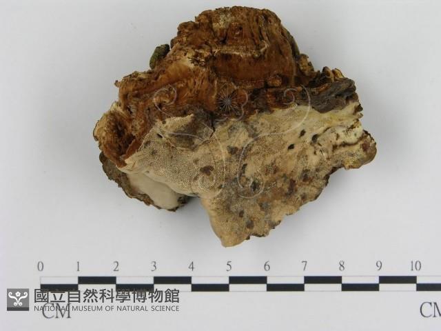 登錄號:F0017924藏品圖，第3張