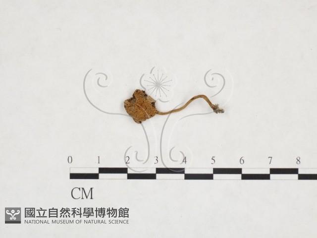 登錄號:F0025924藏品圖，第3張