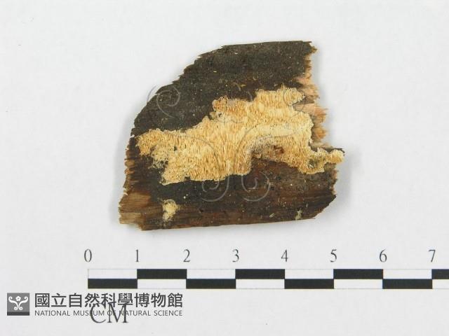 登錄號:F0005924藏品圖，第3張