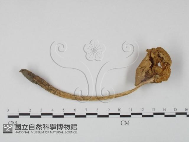 登錄號:F0015924藏品圖，第3張