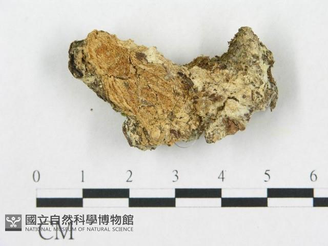 登錄號:F0019924藏品圖，第1張
