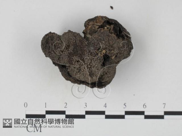 台灣塊菌藏品圖，第3張