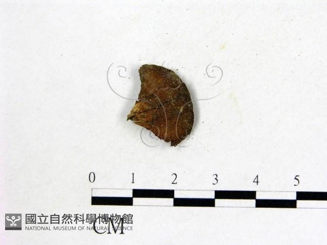 雞油菌屬藏品圖，第3張