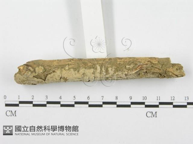 登錄號:F0001624藏品圖，第3張
