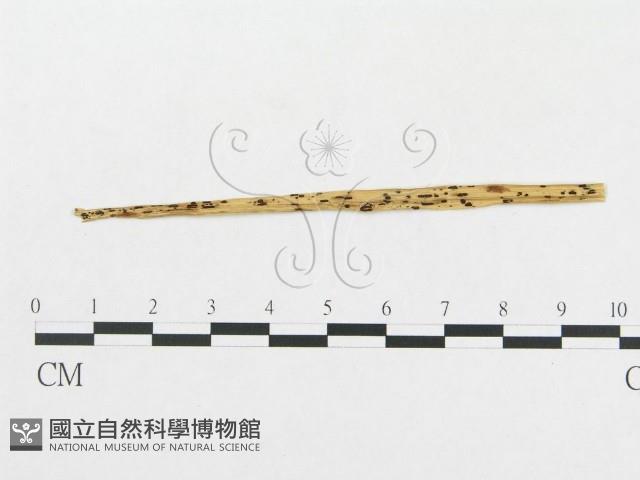 登錄號:F0011624藏品圖，第1張