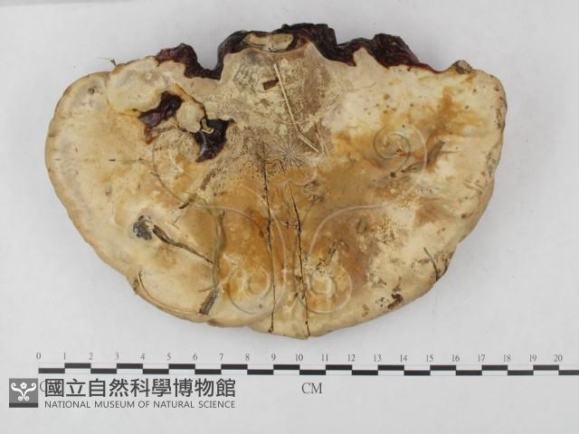 重傘靈芝藏品圖，第3張