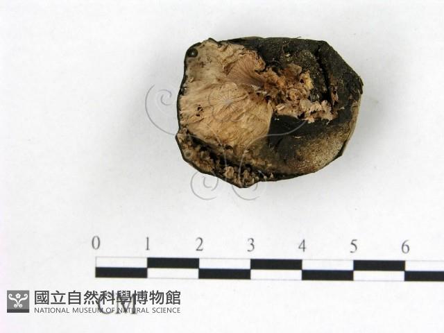 登錄號:F0022624藏品圖，第3張