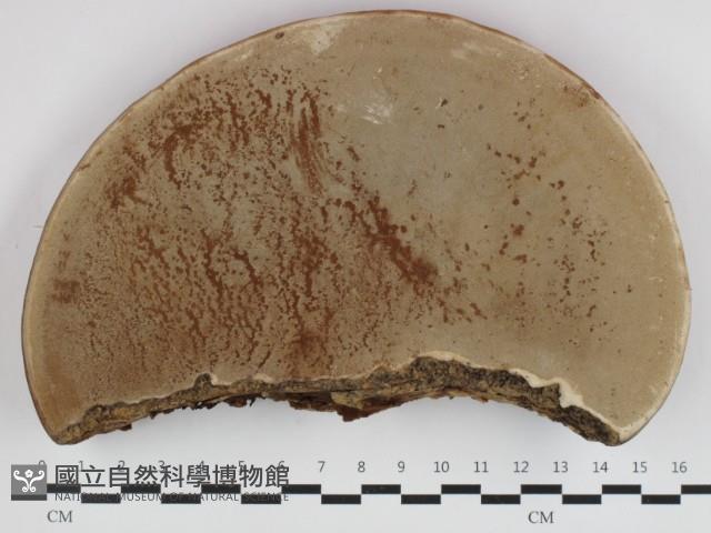 登錄號:F0032624藏品圖，第3張
