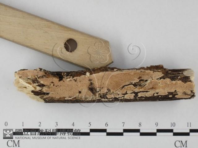 登錄號:F0025624藏品圖，第3張