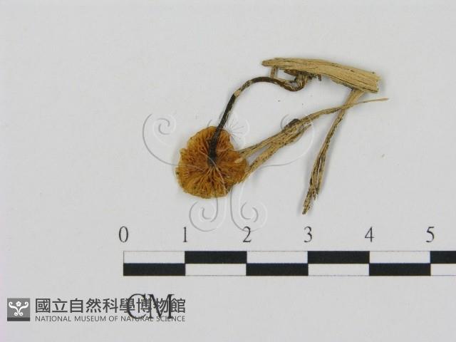 登錄號:F0005624藏品圖，第3張