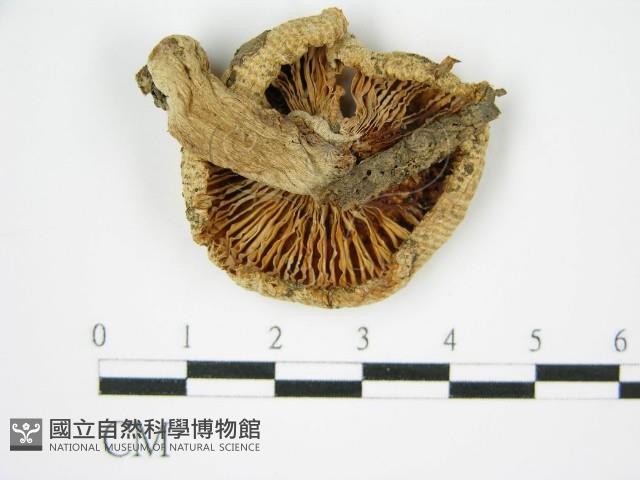 登錄號:F0015624藏品圖，第3張