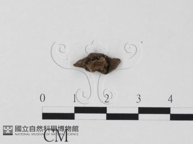 登錄號:F0019624藏品圖，第3張