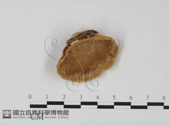 登錄號:F0023624藏品圖，第3張