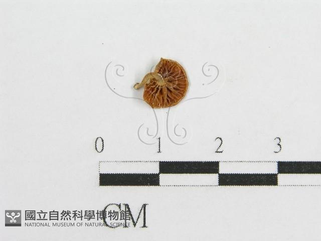 微皮傘屬藏品圖，第3張