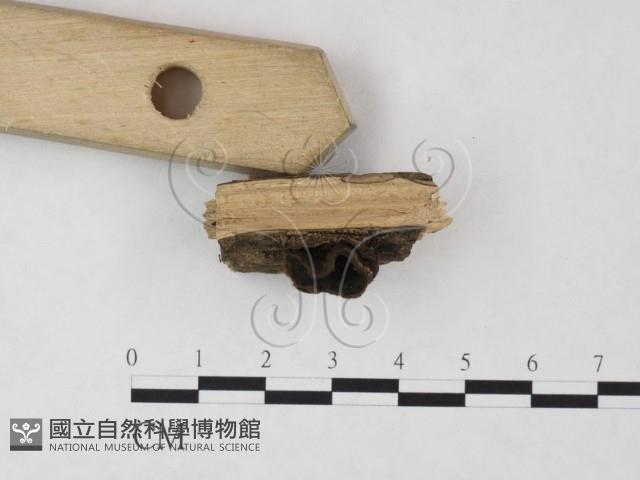 登錄號:F0020424藏品圖，第3張