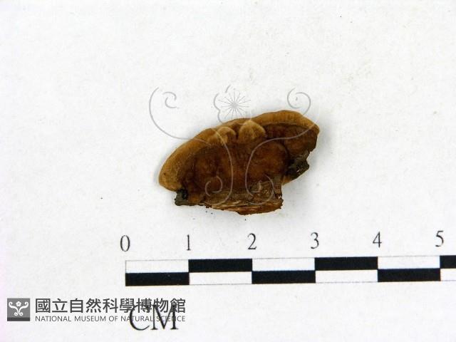 登錄號:F0010424藏品圖，第3張