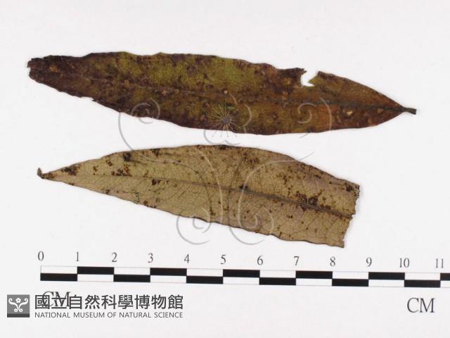 登錄號:F0026424藏品圖，第1張