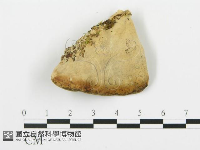 登錄號:F0006424藏品圖，第3張