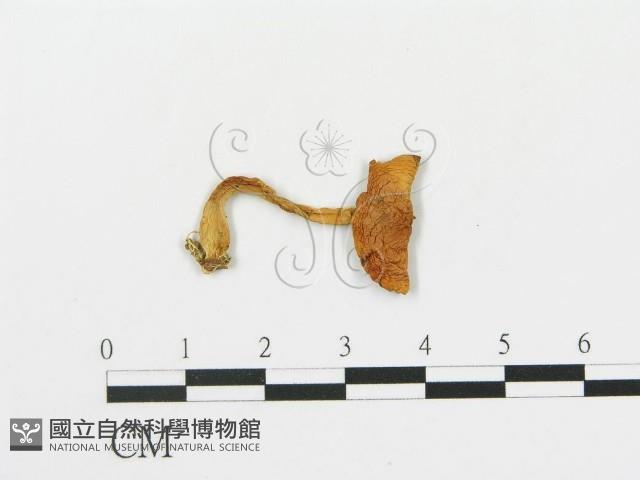 傘菌屬藏品圖，第3張