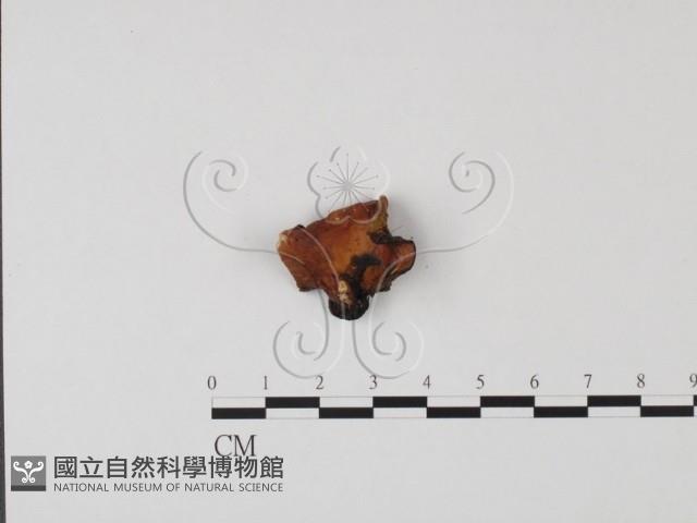 登錄號:F0021424藏品圖，第3張