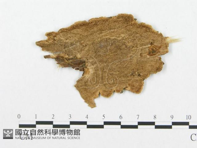 登錄號:F0011424藏品圖，第1張
