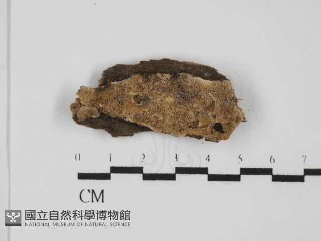 登錄號:F0031424藏品圖，第3張