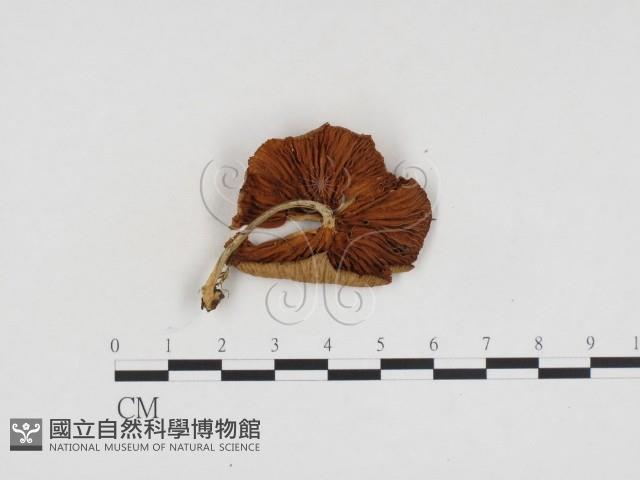 登錄號:F0024424藏品圖，第3張