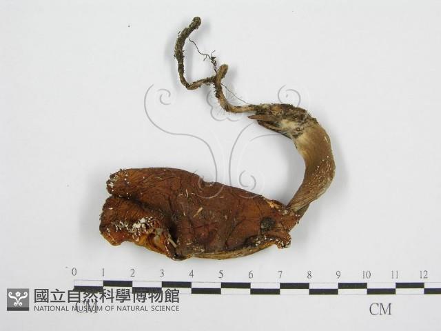 登錄號:F0004424藏品圖，第3張