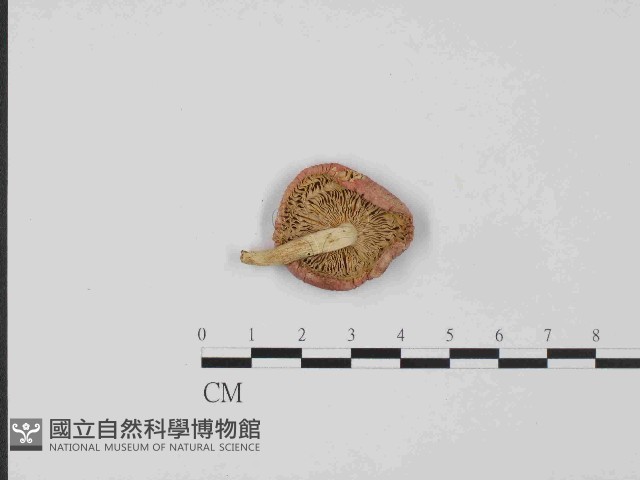 登錄號:F0014424藏品圖，第3張