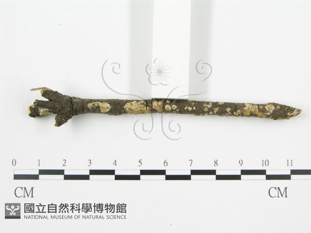 登錄號:F0002424藏品圖，第3張