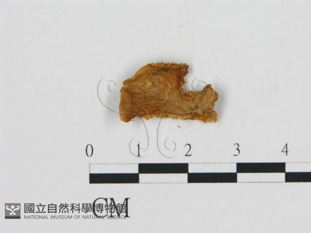 登錄號:F0007424藏品圖，第3張