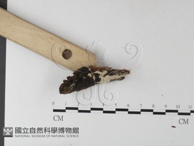 登錄號:F0025424藏品圖，第3張