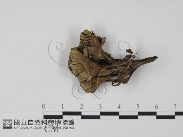 棕色革菌藏品圖，第3張