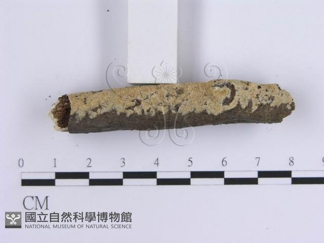 齒耳菌屬藏品圖，第3張