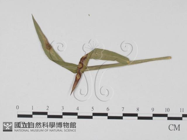 登錄號:F0019424藏品圖，第3張