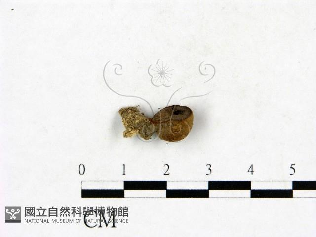 登錄號:F0023424藏品圖，第3張