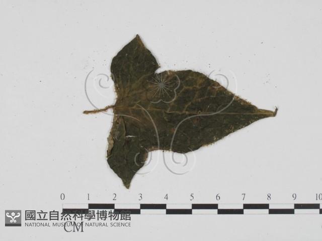 登錄號:F0003424藏品圖，第3張