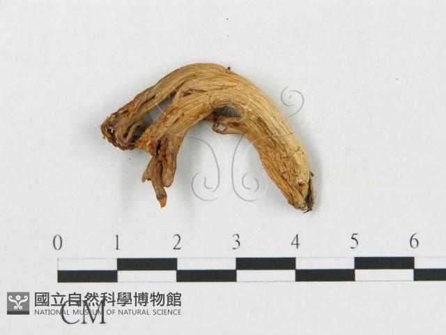 登錄號:F0013424藏品圖，第3張