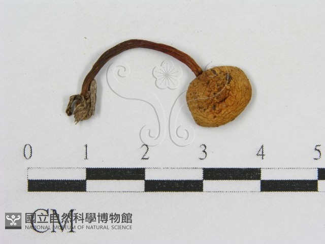登錄號:F0010724藏品圖，第3張