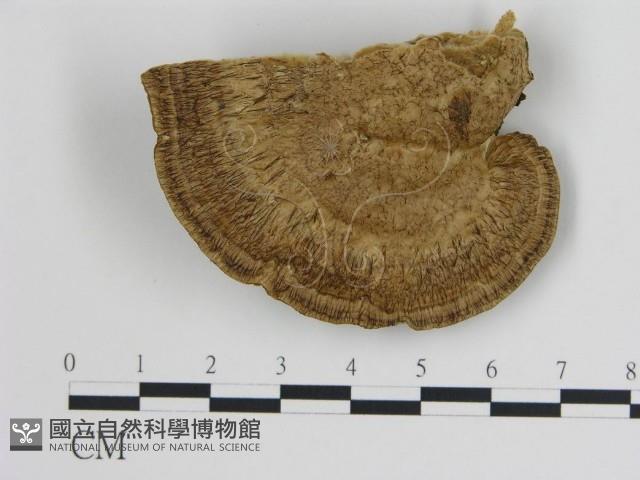 登錄號:F0006724藏品圖，第3張